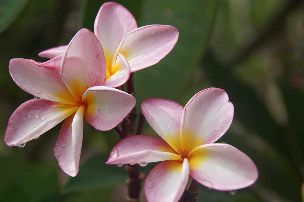 Deevana Resort Patong - Blumen im Garten