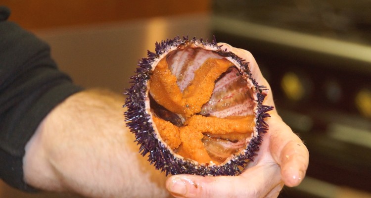 Les Halles de Lyon Paul Bocuse - frische Seeigel