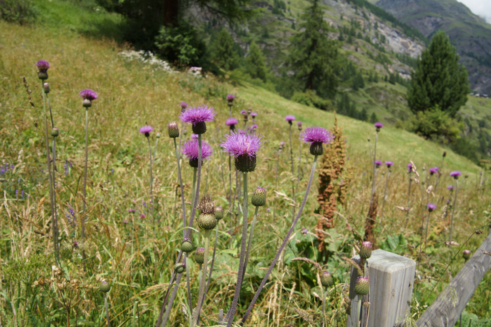 Bergwelt und Blumen in der Schweiz - Ein Paradies