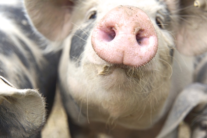 Farm to Table - Glückliche bunte Bentheimer