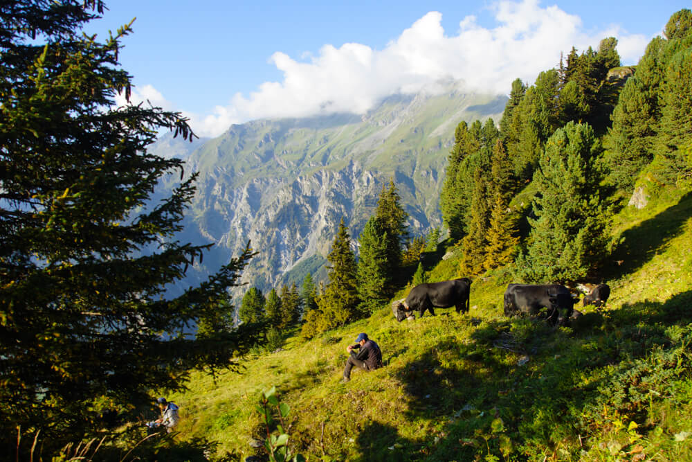 Eringer Rinder in der Schweiz