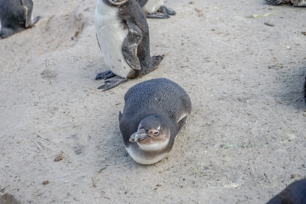 Boulders Beach Pinguine - Pinguine chillen