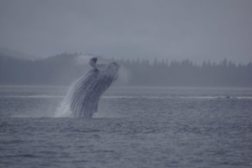 Juneau, Alaska - Whale Watching Tours - Atemberaubend schön