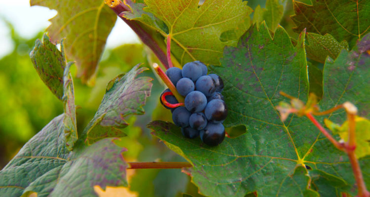 Finca Museum, Spanien - Wein am Stock