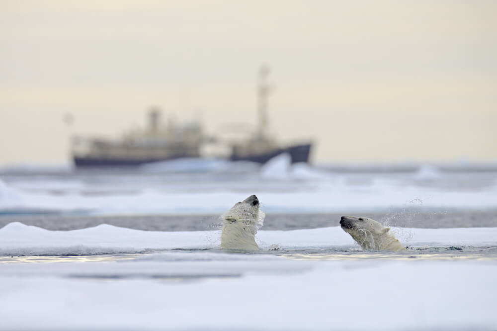 Eisbären in der Arktis entdecken