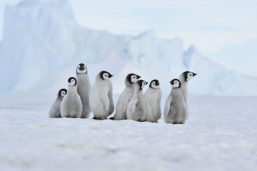 Pinguine in der Arktis entdecken