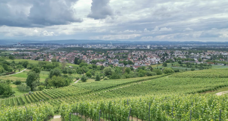 Hotel & Restaurant Krone, Weil am Rhein - prima Ausblick über die Weinberge