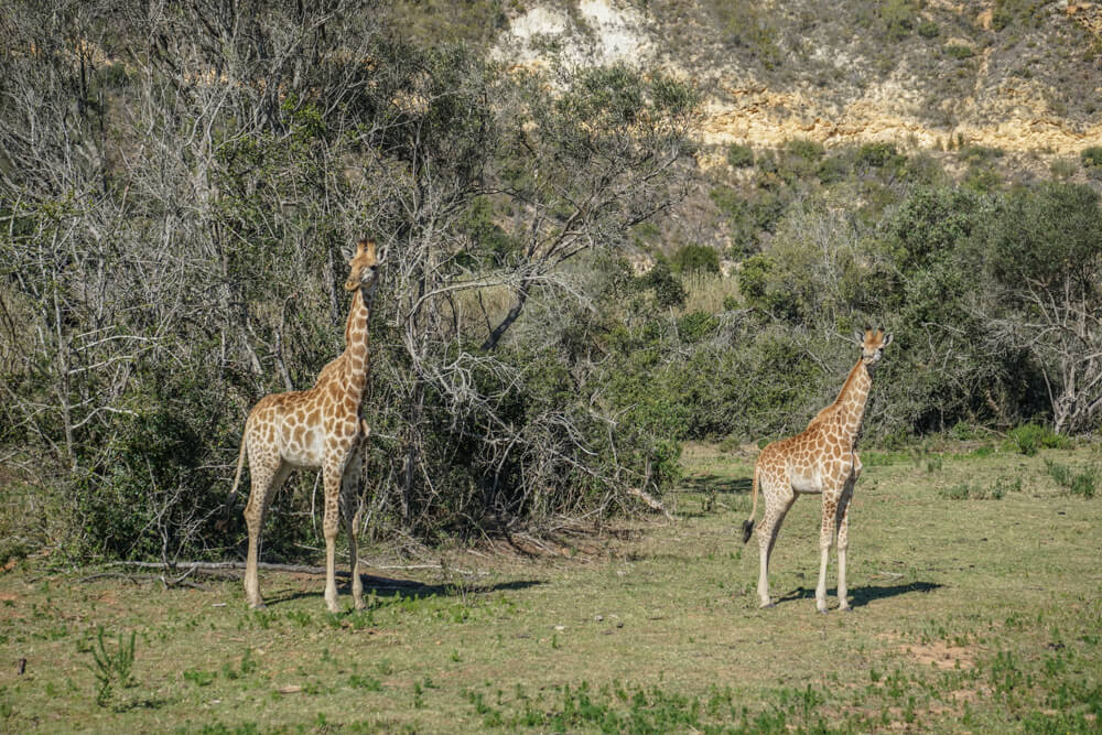 Botlierskop Tages-Safari, Südafrika - Giraffen