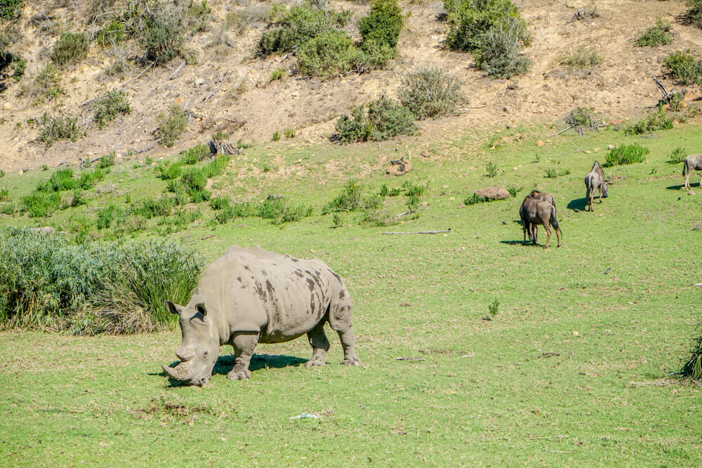 Botlierskop Tages-Safari, Südafrika - Nashörner