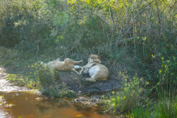 Botlierskop Tages-Safari, Südafrika - satte Löwen